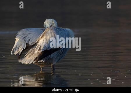 Pélican dalmatien (Pelecanus crispus), debout sur le rivage de préening, Grèce, lac Kerkini Banque D'Images