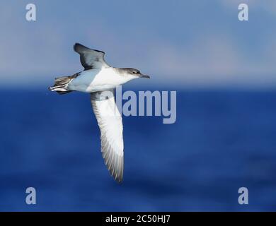 Yelkouan shearwater (Puffinus yelkouan), en vol au-dessus de l'océan, France, Hyères Banque D'Images