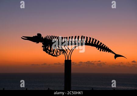 Baleine à bec de Cuvier, baleine à bec de Cuvier (Ziphius cavirostris), squelette sur la côte d'El Cotillo au feu rouge du soir, îles Canaries, Fuerteventura Banque D'Images
