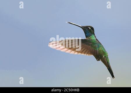 Timitrin Talamanca (Eugenes spectabilis), homme en vol, vue latérale, Costa Rica, Parc national de Los Quetzales Banque D'Images