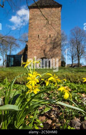 Étoile jaune de bethléem (Gagea lutea), floraison dans un parc, pays-Bas, Frise, Schierstins, Feanwalden Banque D'Images