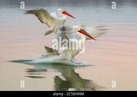 Pélican dalmatien (Pelecanus crispus), débarcadère sur l'eau. Photographié à faible vitesse d'obturation, Grèce, lac Kerkini Banque D'Images