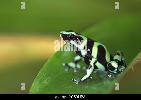 Grenouille verte et noire à flèche empoisonnée, grenouille verte et noire (Dendrobates auratus), se trouve sur une feuille, Costa Rica, Sarapiqui, Horquetas Banque D'Images