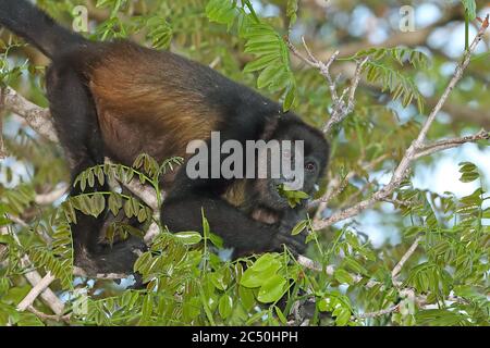 Le hurleur d'Alouatta palliata, monte sur un arbre qui nourrit des feuilles, au Costa Rica Banque D'Images