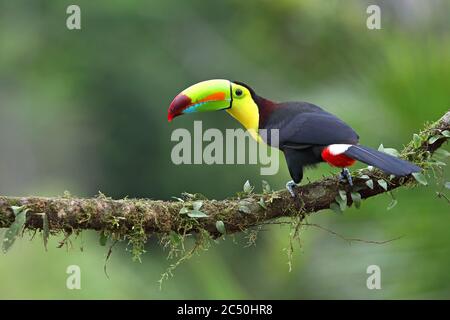 Toucan à bec de quille (Ramphastos sulfuratus), perçant sur une branche, Costa Rica, Boca Tapada Banque D'Images