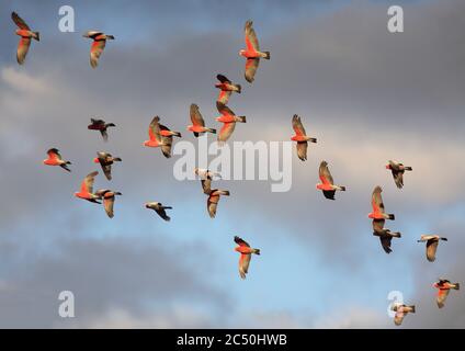 Galah (Eolophus roseicapilla, Cacatua roseicapilla), floqué en vol, Australie Banque D'Images