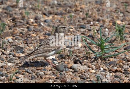 Steppe larche à embout court plus grand (Calandrella brachydactyla longipennis, Calandrella longipennis), debout sur le sol dans un habitat semblable au désert, en Asie Banque D'Images