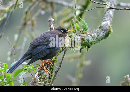 Sooty Robin (Turdus nigrescens), perches sur une succursale, Costa Rica, Parc national de Los Quetzales Banque D'Images