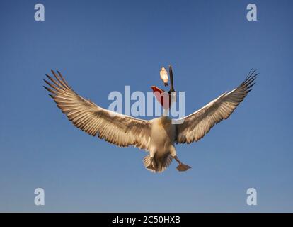 Pélican dalmatien (Pelecanus crispus), pêche en milieu d'air, Grèce, lac Kerkini Banque D'Images