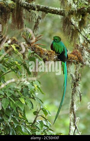 Quetzal resplendent (Pharomachrus mocinno), homme assis sur un arbre dans la forêt nuageuse, Costa Rica, Parc national de Los Quetzales Banque D'Images