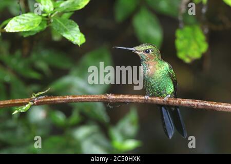 Brillant à couronne verte (Heliodoxa jacula), jeunes perches mâles sur une branche, Costa Rica, Monteverde Banque D'Images