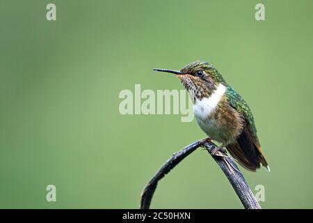 Colibri volcan (Selasphorus flamula), femelle perchée sur une tige sèche, vue latérale, Costa Rica, Parc national de Los Quetzales Banque D'Images