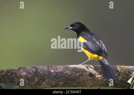 Oriole à tête noire (Icterus prostemelas), perches sur une branche, Costa Rica, Boca Tapada Banque D'Images