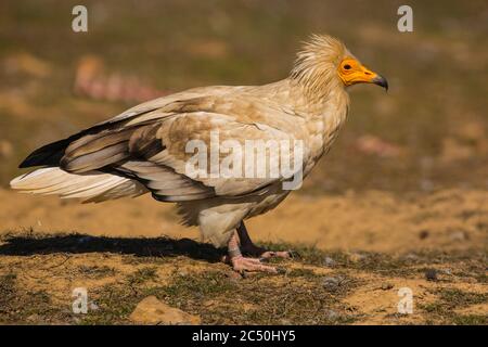 Vautour égyptien (Neophron percnopterus), perching sur le sol, vue latérale, Espagne, Estrémadure Banque D'Images