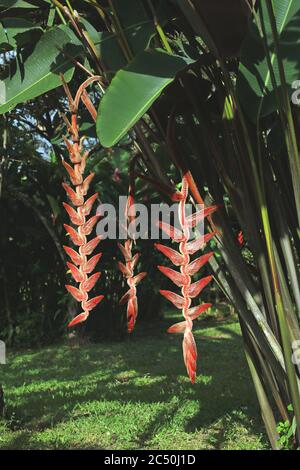 Heliconia (Heliconia danielsiana), floraison, Costa Rica, la Virgen Sarapiqui Banque D'Images