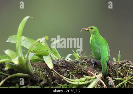 Le chèvrete vert (Chlorophanes spiza), perchs femelles sur une branche, Costa Rica, Boca Tapada Banque D'Images