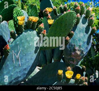 Jardin de Kolymbendra, Vallée des temples, Agrigente, Sicile, Italie Banque D'Images