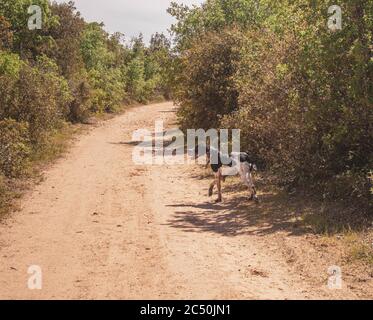 chasse chien noir et blanc marchant sur la route de terre entourée par forêt Banque D'Images