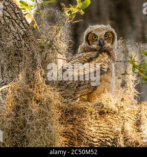 La petite grande chouette à cornes entre en contact avec les yeux en se tenant debout Nid Banque D'Images