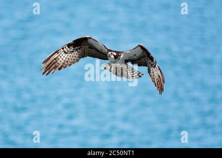 Osprey (Pandion haliatus) survolant le lac Berryessa CA USA Banque D'Images