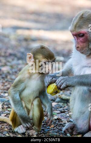 Le bébé rhésus macaque (Macaca mulatta) regarde la mère pour manger des fruits étoiles dans le parc national de Sanjay Gandhi Mumbai Inde. Banque D'Images