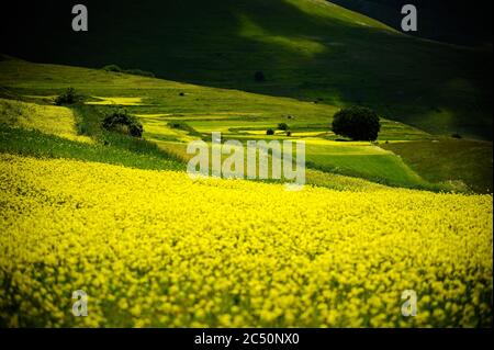 Le début de la floraison autour de Castelluccio di Norcia (juin 2020) : champs de couleur somptueuse, avec des coquelicots rouges, du colza jaune et d'autres fleurs. Banque D'Images