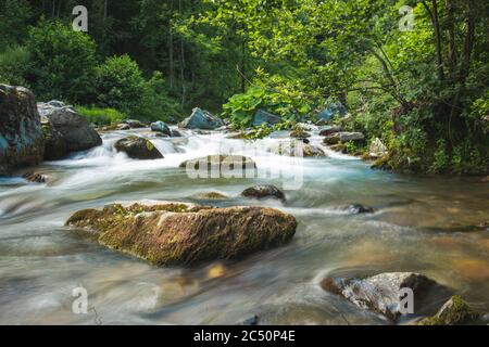 Cours d'eau dans le canyon, forêt en arrière-plan Banque D'Images