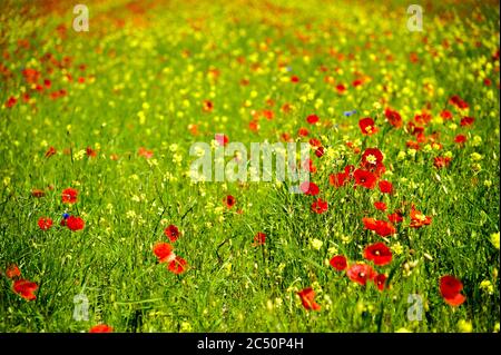 Le début de la floraison autour de Castelluccio di Norcia (juin 2020) : champs de couleur somptueuse, avec des coquelicots rouges, du colza jaune et d'autres fleurs. Banque D'Images