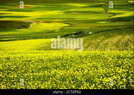 Le début de la floraison autour de Castelluccio di Norcia (juin 2020) : champs de couleur somptueuse, avec des coquelicots rouges, du colza jaune et d'autres fleurs. Banque D'Images