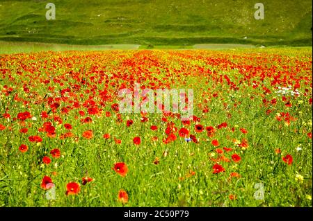 Le début de la floraison autour de Castelluccio di Norcia (juin 2020) : champs de couleur somptueuse, avec des coquelicots rouges, du colza jaune et d'autres fleurs. Banque D'Images