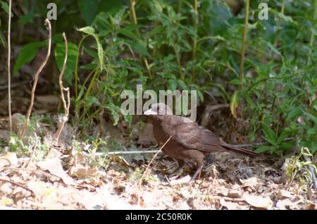 Une Grackle à duvet (Quiscalus quiscula) naissante Banque D'Images