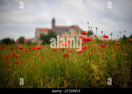 25 juin 2020, Saxe-Anhalt, Quedlinburg : les coquelicots fleurissent dans le jardin du monastère de Quedlinburg. Le jardin a une histoire de plus de 1000 ans. En arrière-plan, vous pouvez voir le château et l'église du château. La façon dont le jardin peut être vu aujourd'hui a été planifiée par les architectes berlinois Paul von Zelevski et Gustav Volhammer. Après la dissolution du monastère, le jardin fut vendu et mis à l'usage commercial. Le jardin du monastère de Quedlinburg fait partie du réseau "Garden Dreams - Historical Parks in Saxe-Anhalt", qui voulait célébrer son 20e anniversaire cette année. Il comprend Banque D'Images