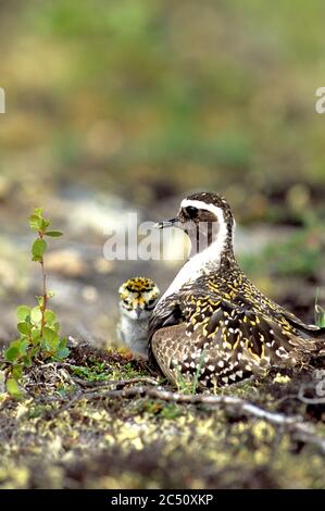 Pluvier doré américain (Pluvialis dominique) avec jeunes nouvellement éclos au nid sur la toundra le long de la rivière Thelon supérieure dans les Territoires du Nord-Ouest, Cana Banque D'Images