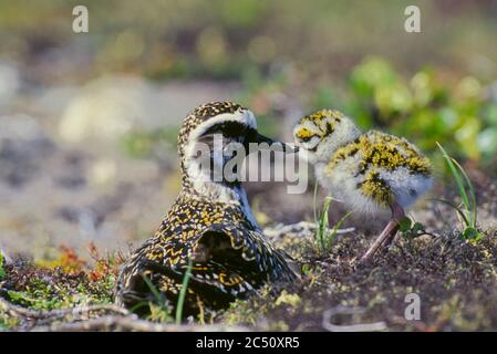 Pluvier doré américain (Pluvialis dominique) avec jeunes nouvellement éclos au nid sur la toundra le long de la rivière Thelon supérieure dans les Territoires du Nord-Ouest, Cana Banque D'Images