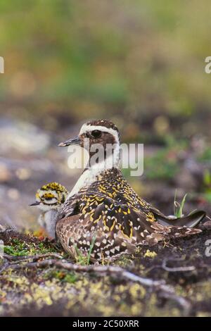 Pluvier doré américain adulte (Pluvialis dominique) sur nid avec poussin Banque D'Images