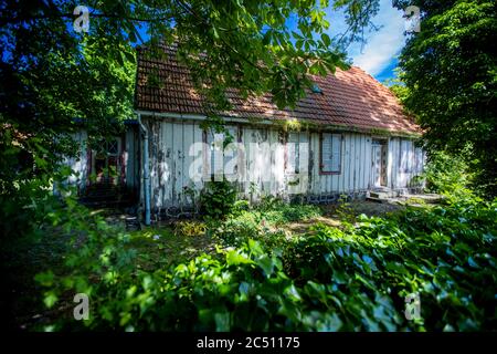 Zingst, Allemagne. 24 juin 2020. Une ancienne maison en bois vide sur un terrain surcultivé. Credit: Jens Büttner/dpa-Zentralbild/ZB/dpa/Alay Live News Banque D'Images