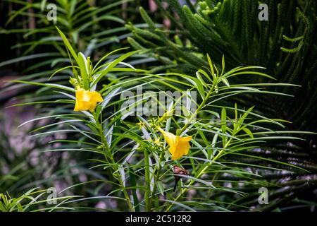 Une belle fleur de Cascabela Thevetia (Oleander jaune) dans un arbre le jour de l'été. Avec feuille verte. Banque D'Images