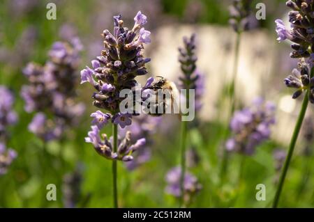 Nectar de cueillette d'abeilles dans un jardin de lavande. Herbales en fleurs. Fleurs violettes. Banque D'Images