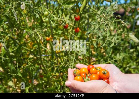 Mains tenant des tomates cerises colorées devant une plante de tomate dans un jardin d'accueil. Banque D'Images