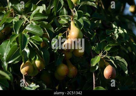 Bouquet de poires sur la branche d'arbre, première récolte d'automne, fruits frais, jardinage écologique. Vie saine. Banque D'Images