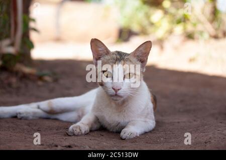 Chat qui vous attire, domestique, PET, Felis catus, Satara, Maharashtra, Inde Banque D'Images