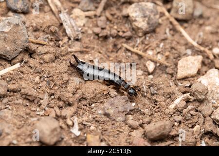 Earwig indien commun, Forficula auricularia, Satara, Maharashtra, Inde Banque D'Images