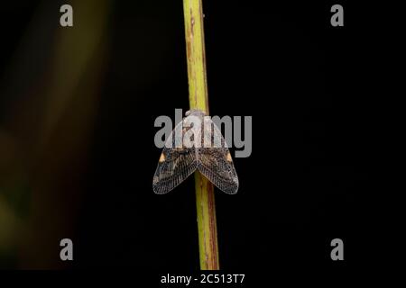 Planthopper, spéculum de Ricania, Ricananiidae, Pune, Maharashtra, Inde Banque D'Images