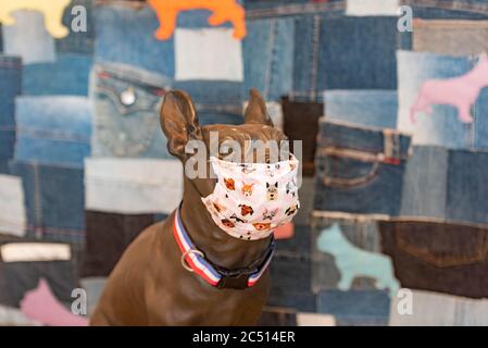 Brisbane, Australie. 30 juin 2020. Une statue de bouledogue française est exposée portant un masque chirurgical fait maison pour sensibiliser le public à la crise de Covid-19.le Premier ministre du Queensland, Annastacia Palaszczuk, participe à une réunion du cabinet de l'État le mardi 30 juin pour annoncer une réouverture possible de la frontière et des recommandations sanitaires. (Photo de Flo Rols/Pacific Press) crédit: Agence de presse du Pacifique/Alamy Live News Banque D'Images