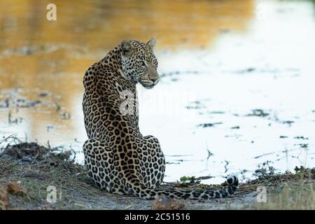 Léopard adulte assis au bord de l'eau, regardant en alerte dans le delta du Khwai Okavango, Botswana Banque D'Images