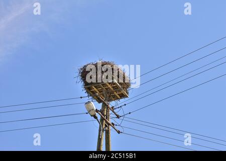 Stork nichent sur un poteau électrique contre le ciel. Jour ensoleillé. Banque D'Images