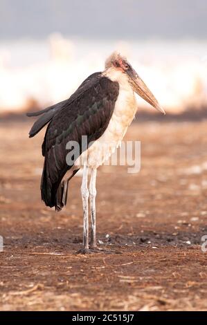 Marabout, Leptoptilos crumenifern, se reposant à côté de l'eau dans le parc national du lac Nakuru. Kenya. Afrique. Banque D'Images