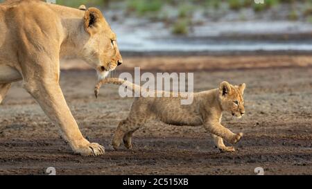 La lionne et son lion-cub marchent dans le lit de rivière boueux de Ndutu en Tanzanie Banque D'Images