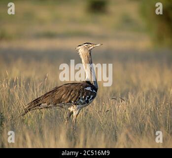 Kori Bustard est le plus grand oiseau volant originaire d'Afrique, Ardeotis kori, Kenya, Afrique Banque D'Images