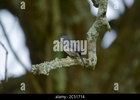 Flycatcher à yeux blancs sur la branche, Melaenornis fischeri, Kenya, Afrique Banque D'Images